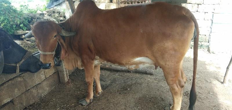 ગીર ગાય વેચવાનીછે બીજુ વેતર