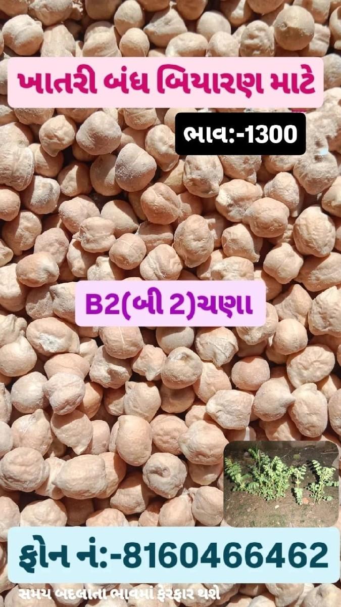 કાબૂલી સણા B2 વેસવાનાછે