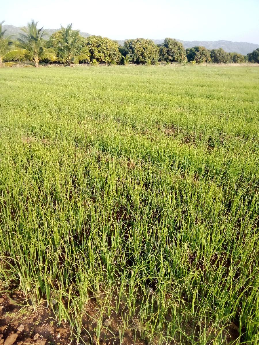 પિળિ પતી ડુંગળી નો રોપ છે