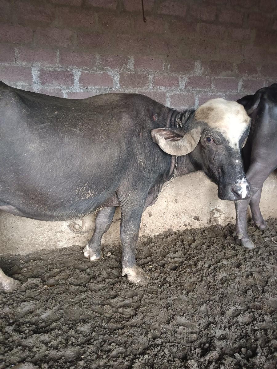 આખડાઈ.વેચવાની છે