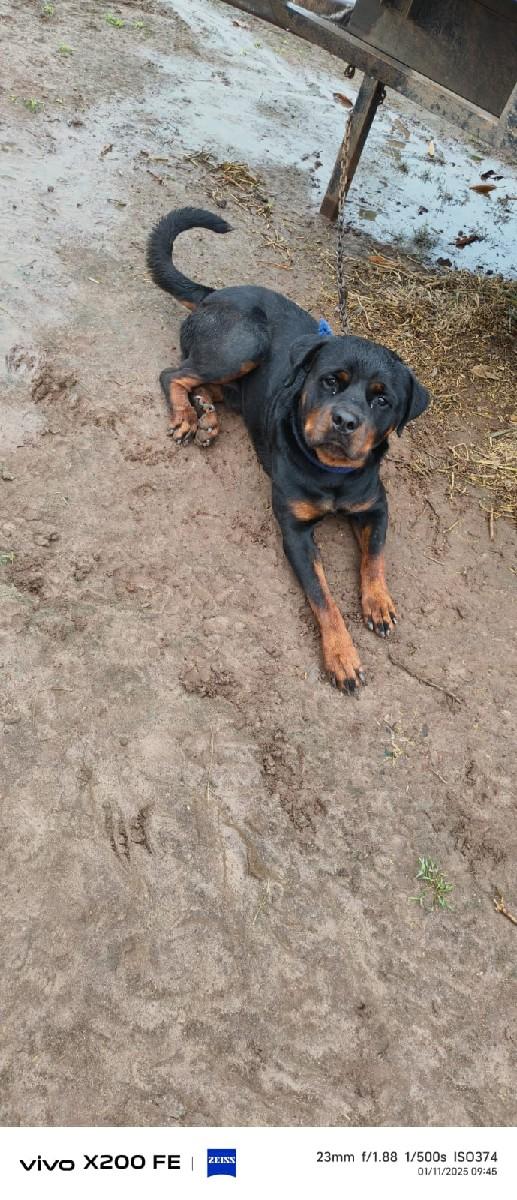 રોટવેલર કુતરો વેચવાનો છે