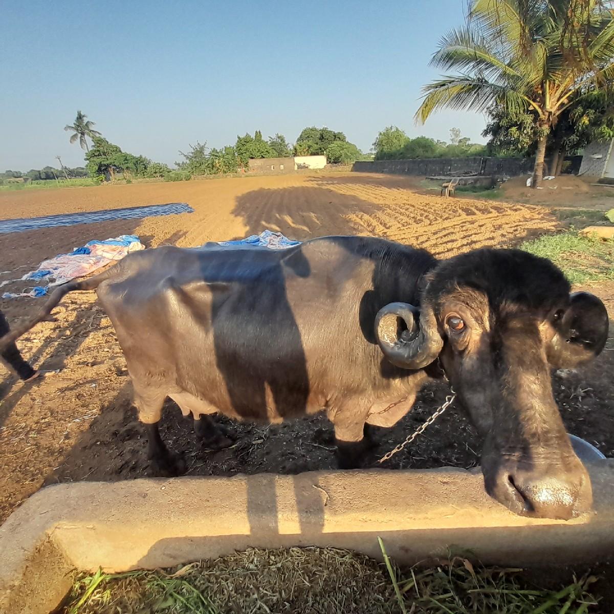 થંબનેલ 3