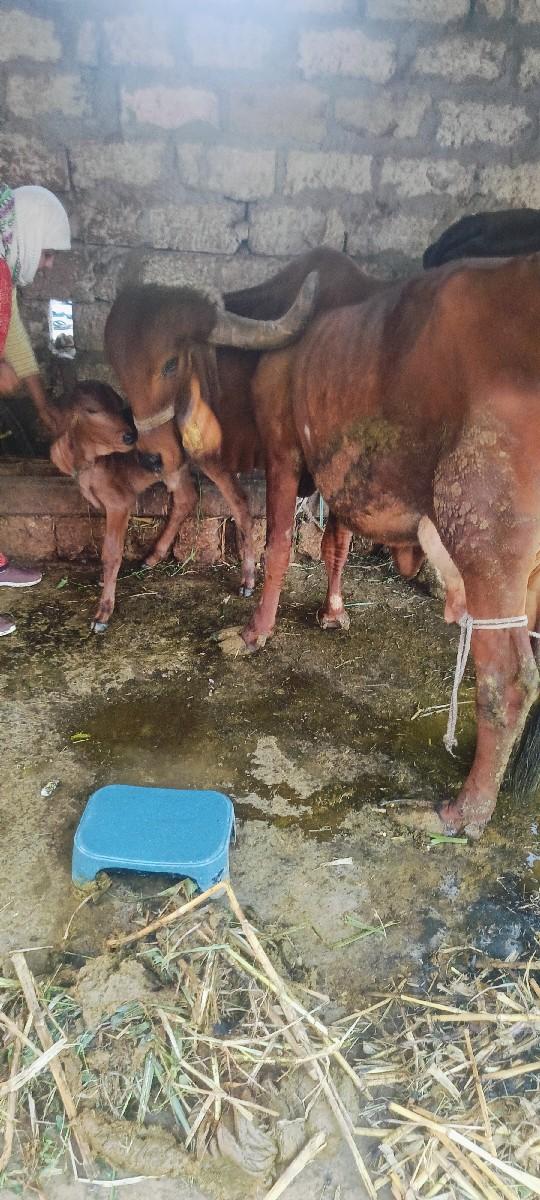 થંબનેલ 2