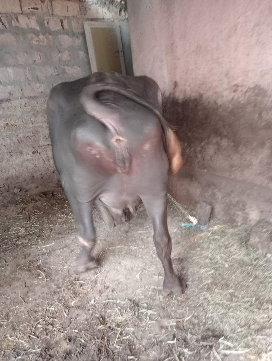 દુધ 5લીટર આવે છે