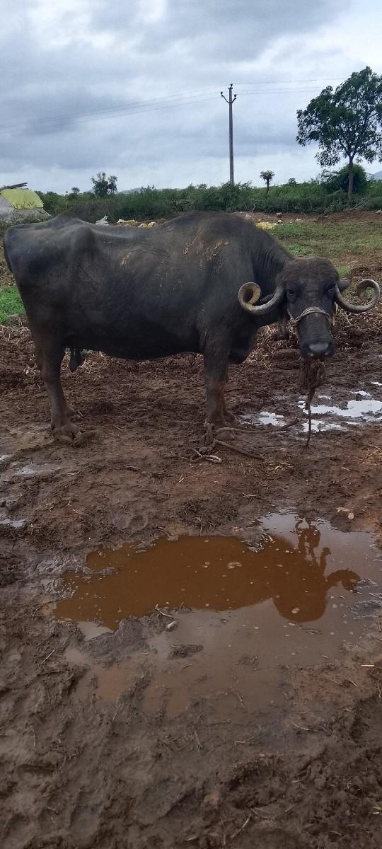 થંબનેલ 3