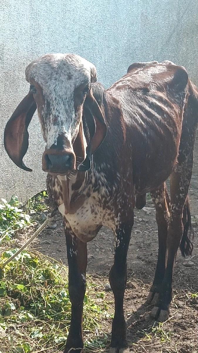 થંબનેલ 3