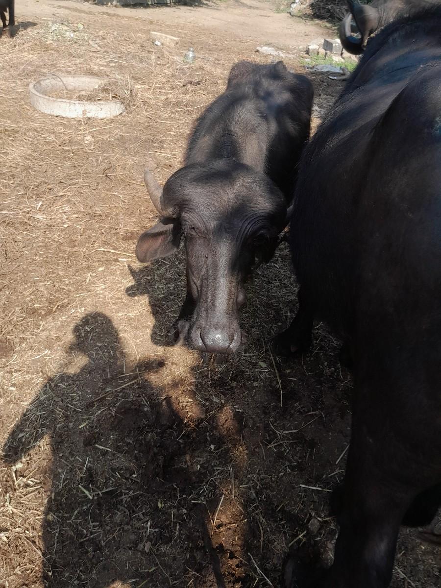 થંબનેલ 3