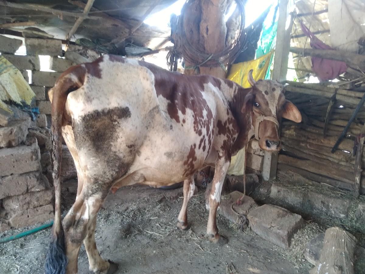 થંબનેલ 2