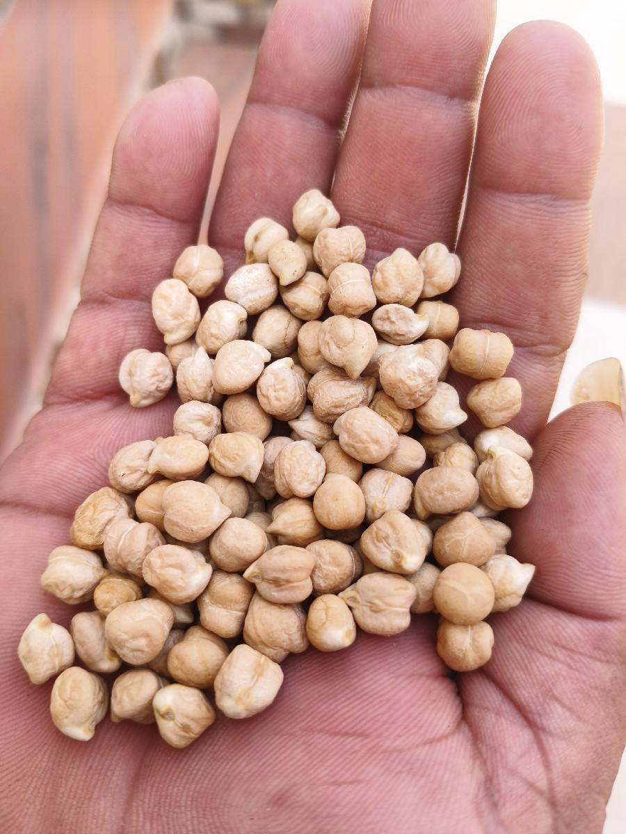 સફેદ ચણા