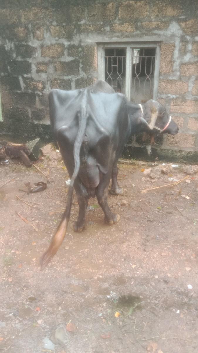 dova ma koy pan doy to sale