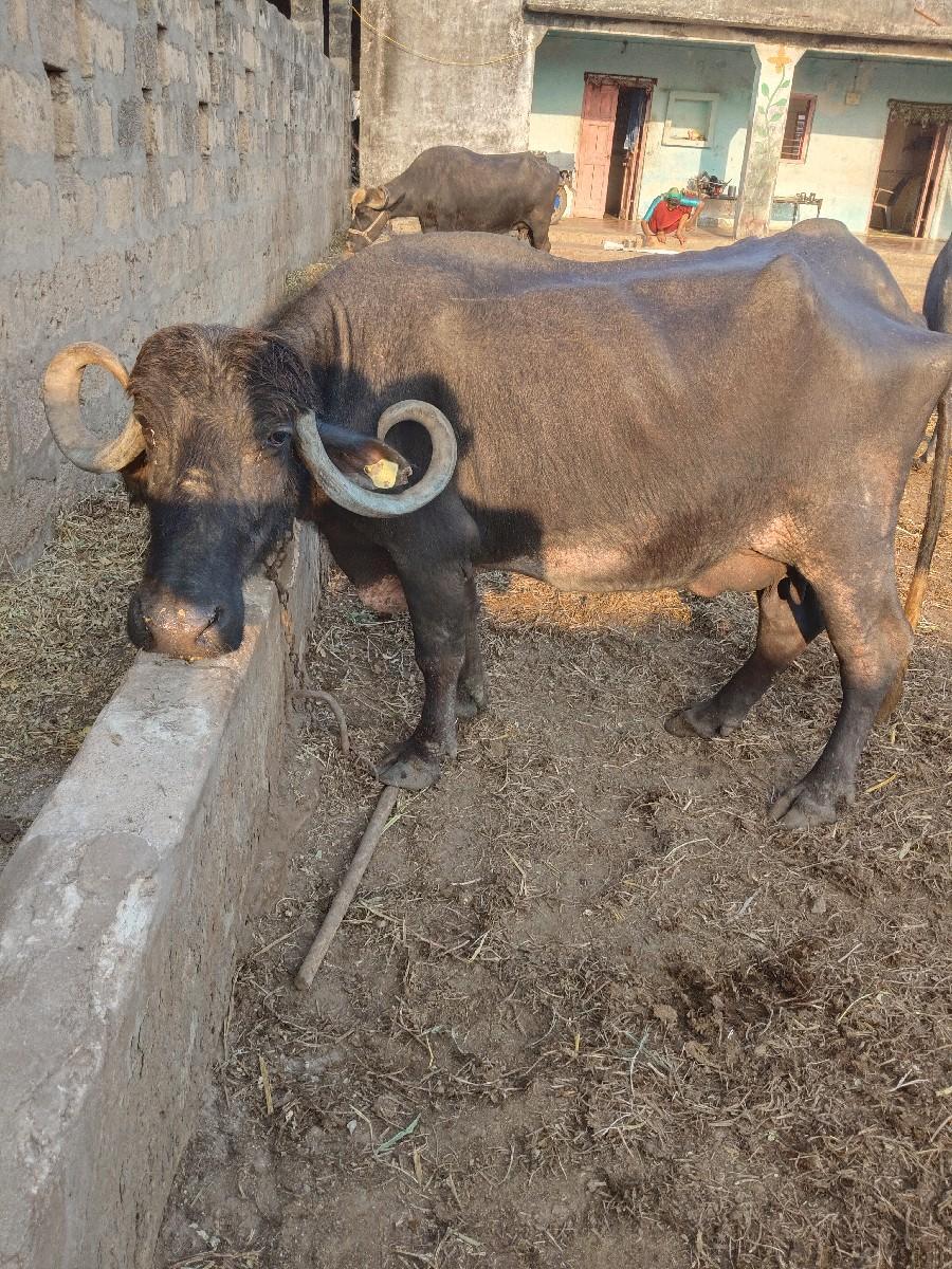 થંબનેલ 3