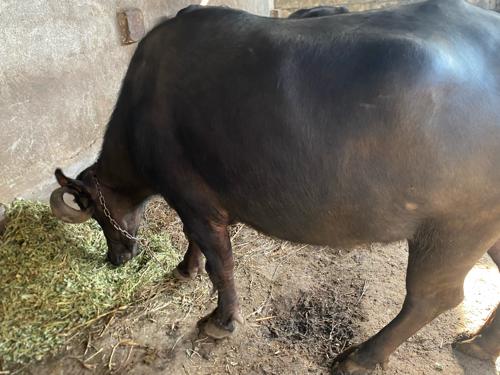 થંબનેલ 3