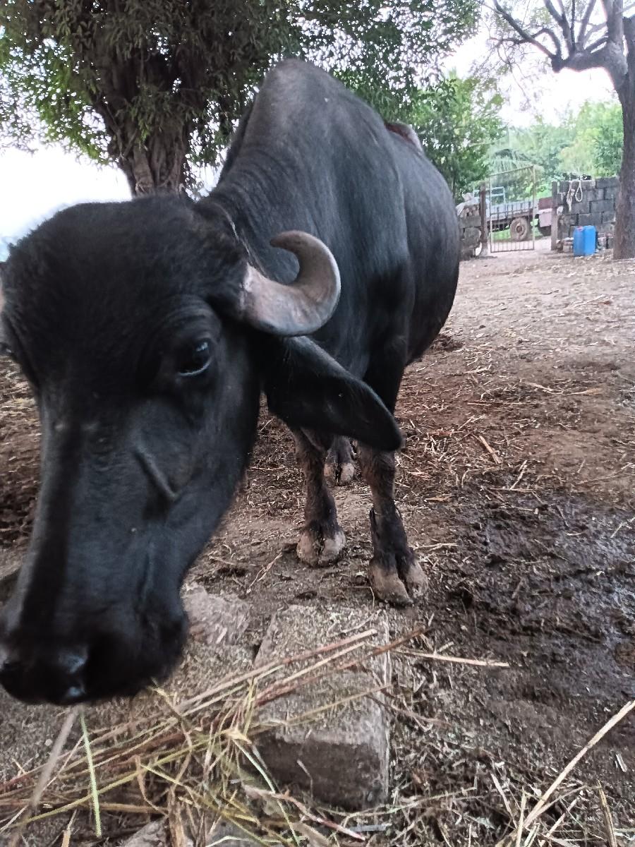 થંબનેલ 2