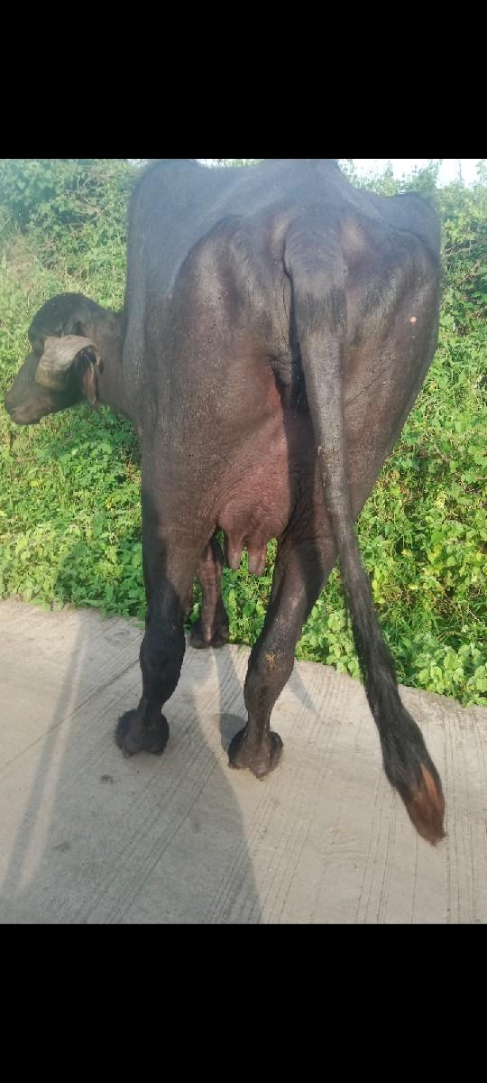 થંબનેલ 2