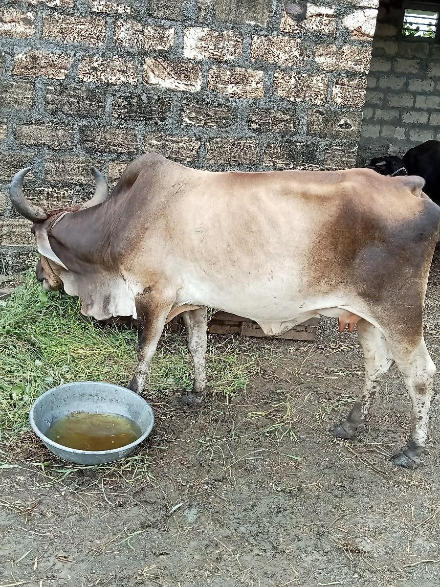 કારૂ,ભાઈ,મફતદેવાનીસે