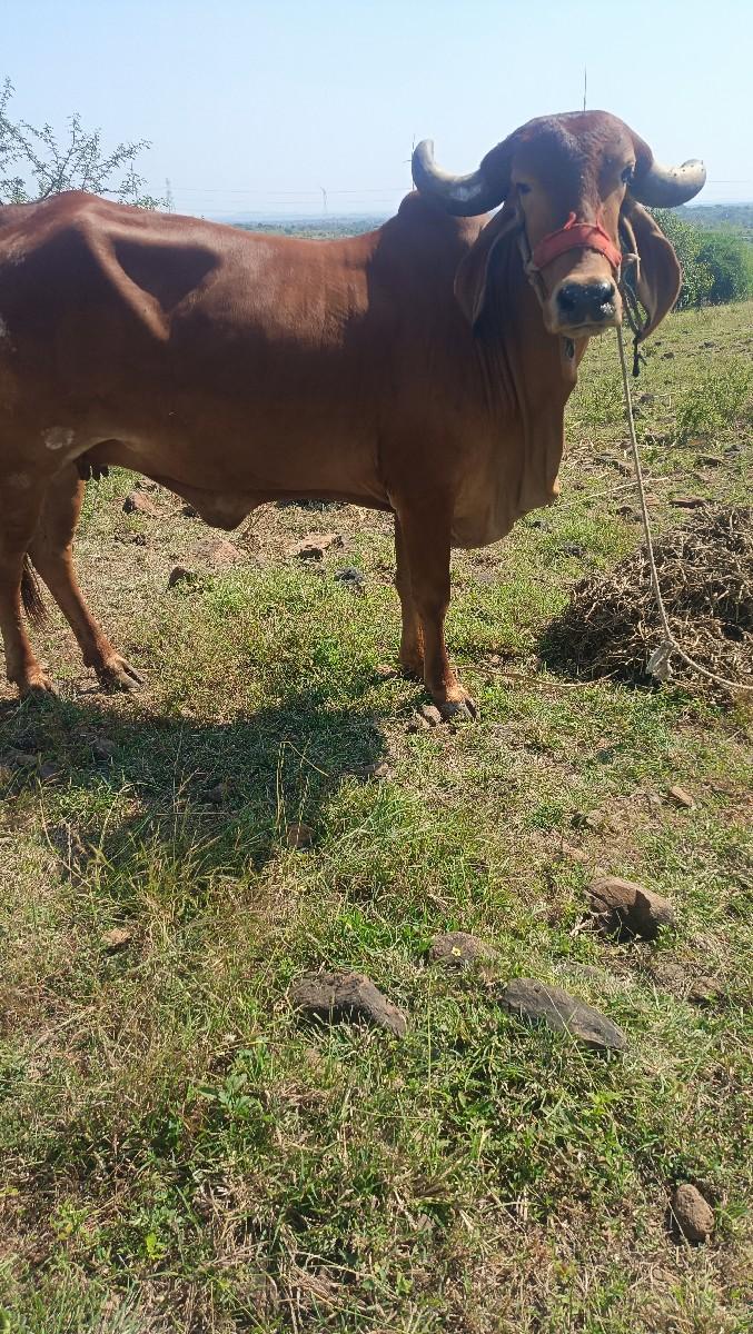 gay pachr desi soji javb dari vari