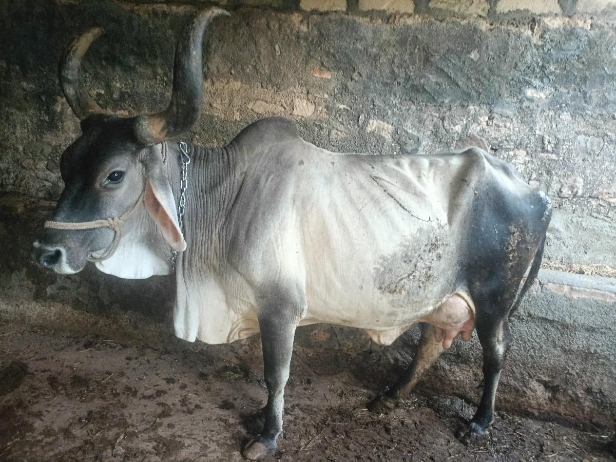 આ ગાય વેચવાની છે