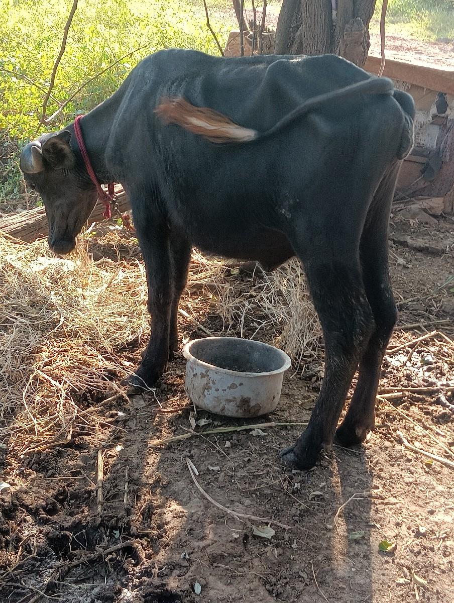 થંબનેલ 3