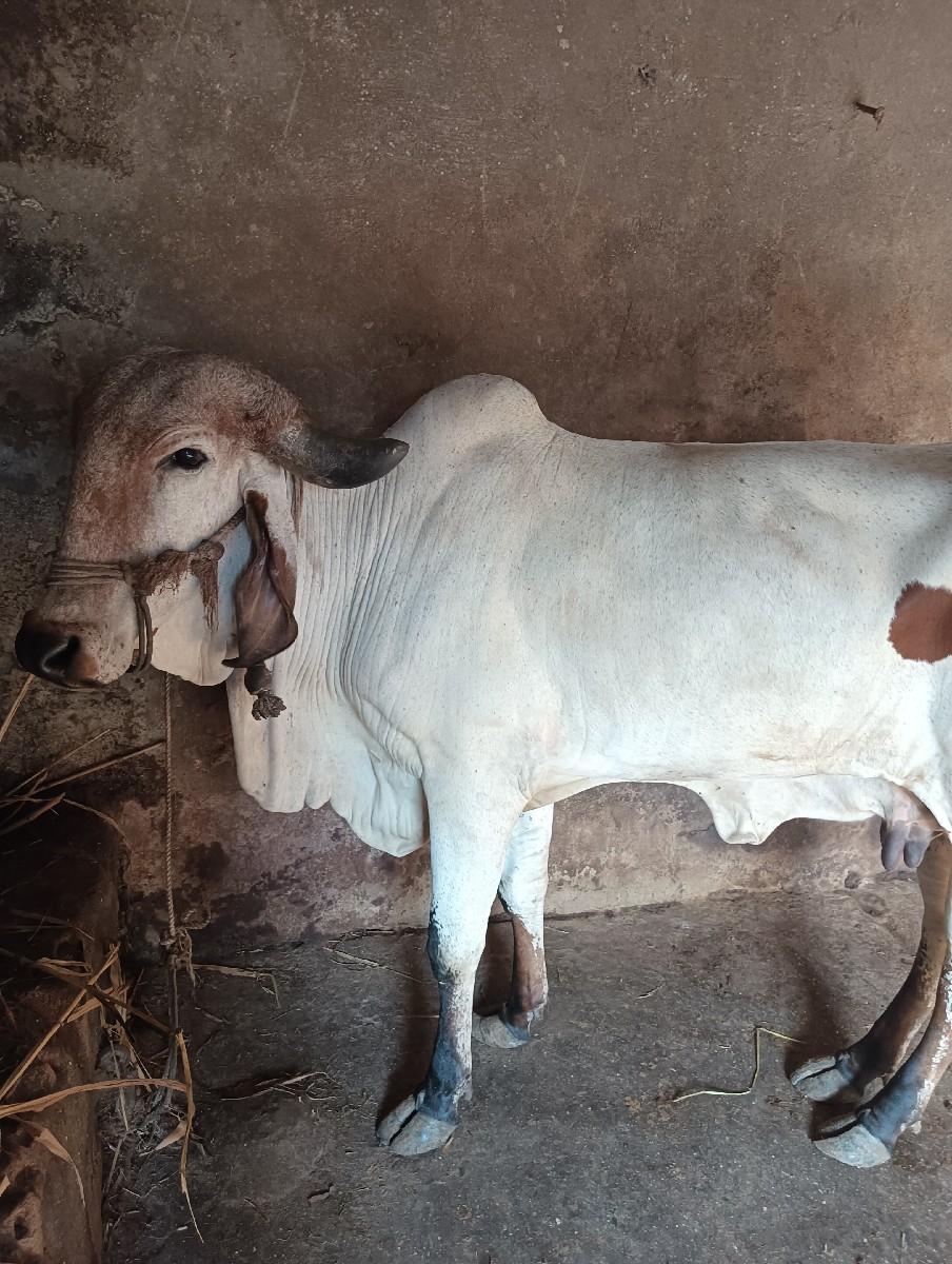 કાનાભાઈ