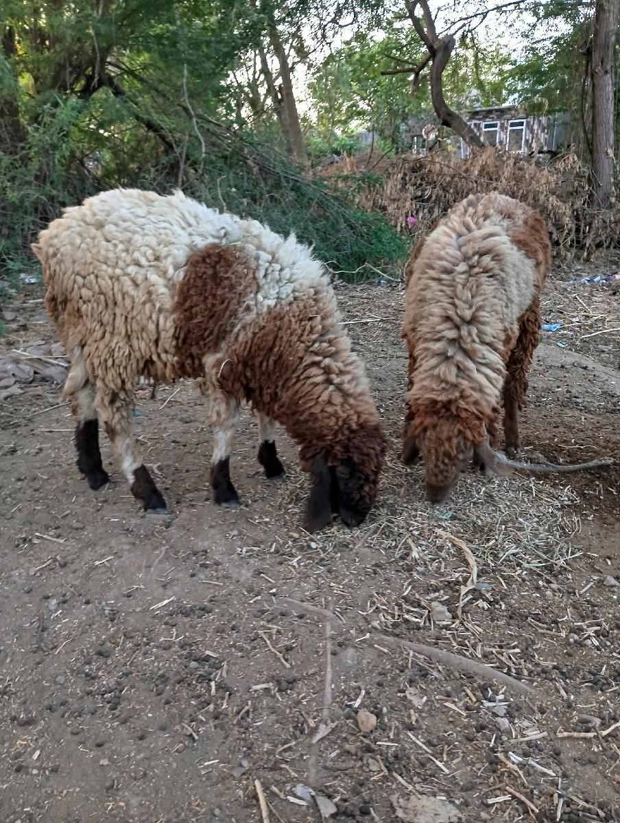 થંબનેલ 3