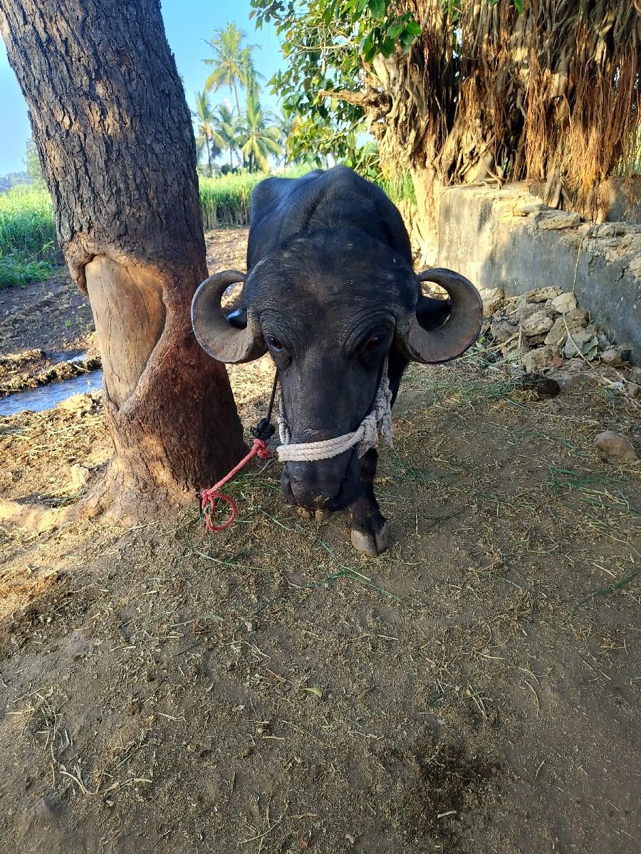 થંબનેલ 2