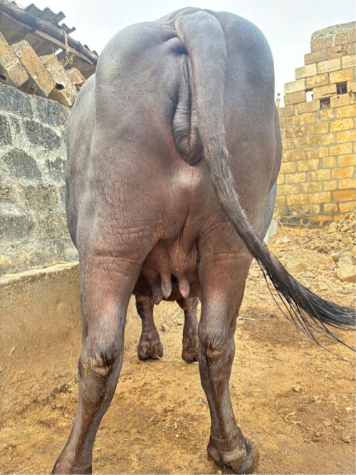 ભેંસ વેચવાની છે.