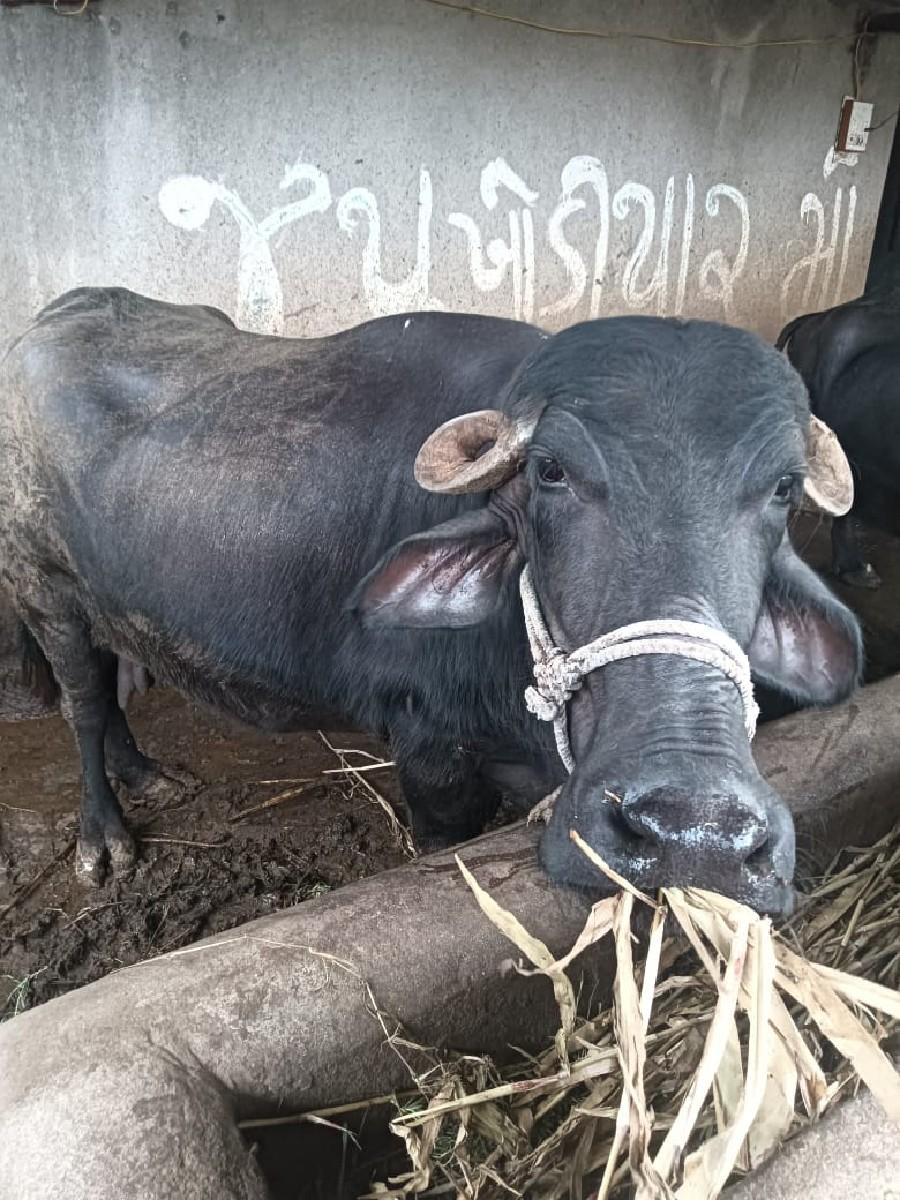 ભેશ વેશવા ની સે