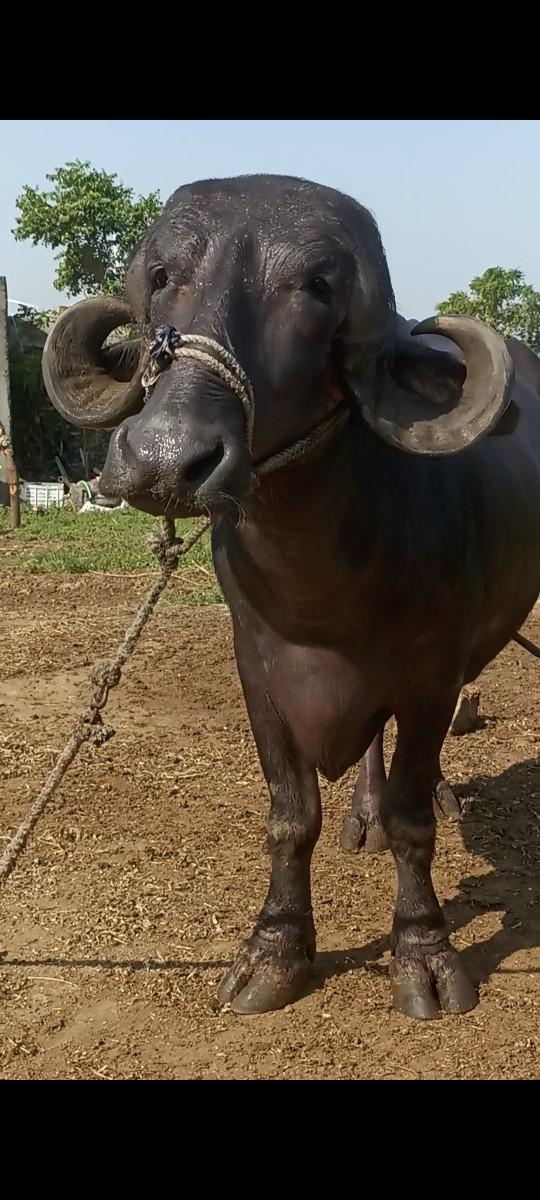 થંબનેલ 3