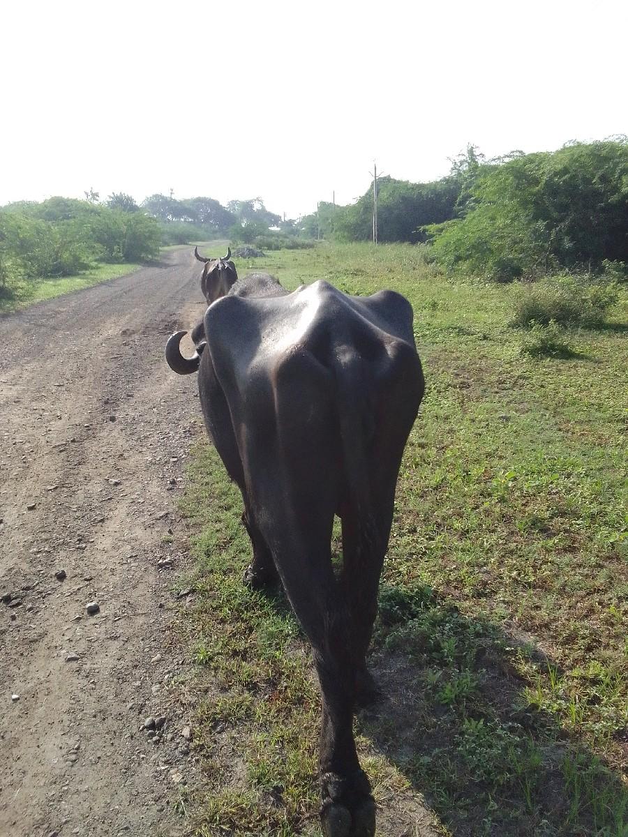 થંબનેલ 3