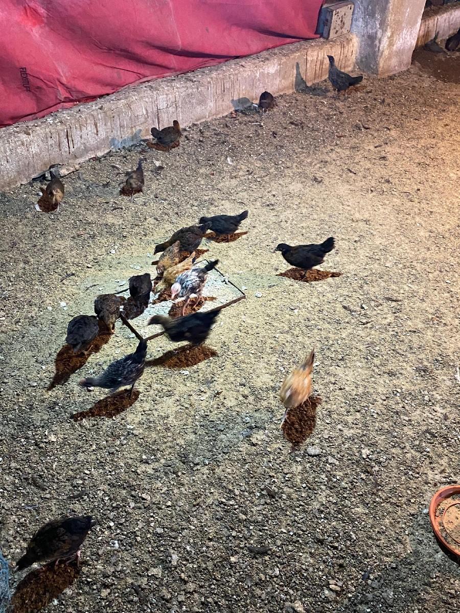 થંબનેલ 2