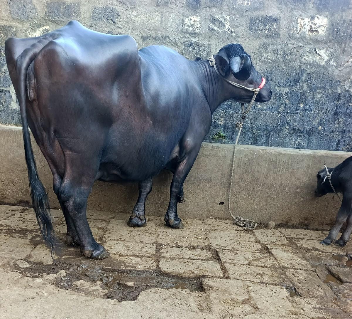 થંબનેલ 4