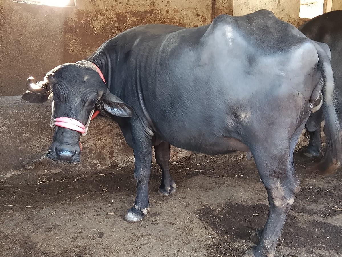 થંબનેલ 2