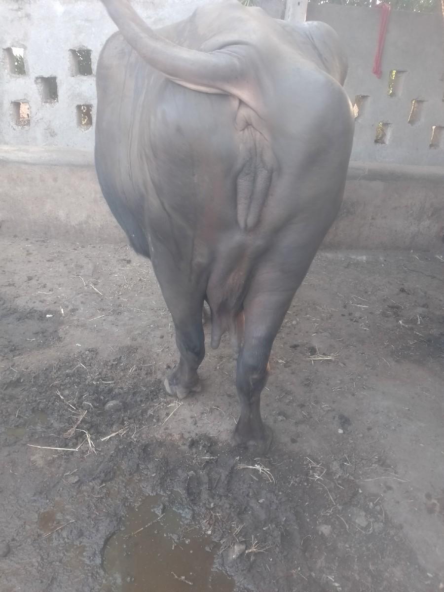 2ભેશુવેશવાની10દીવશનીવારછં