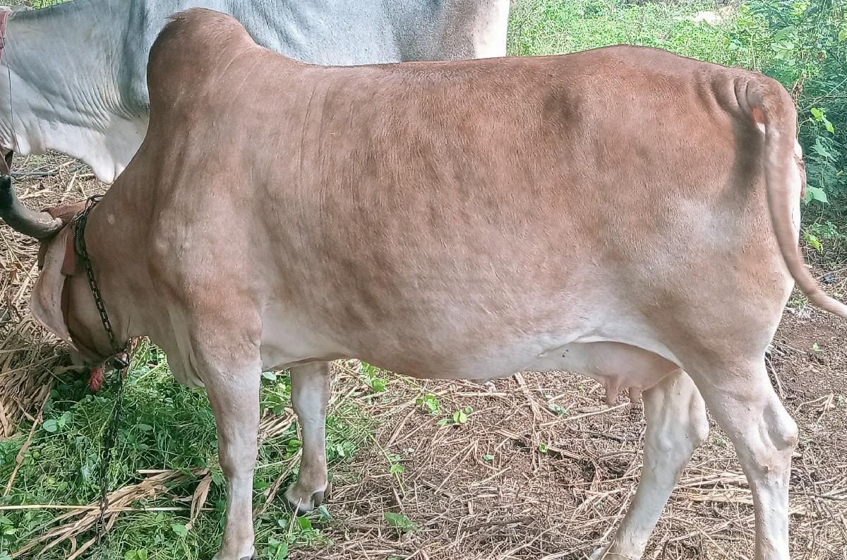 son kapila gay vechva ni che