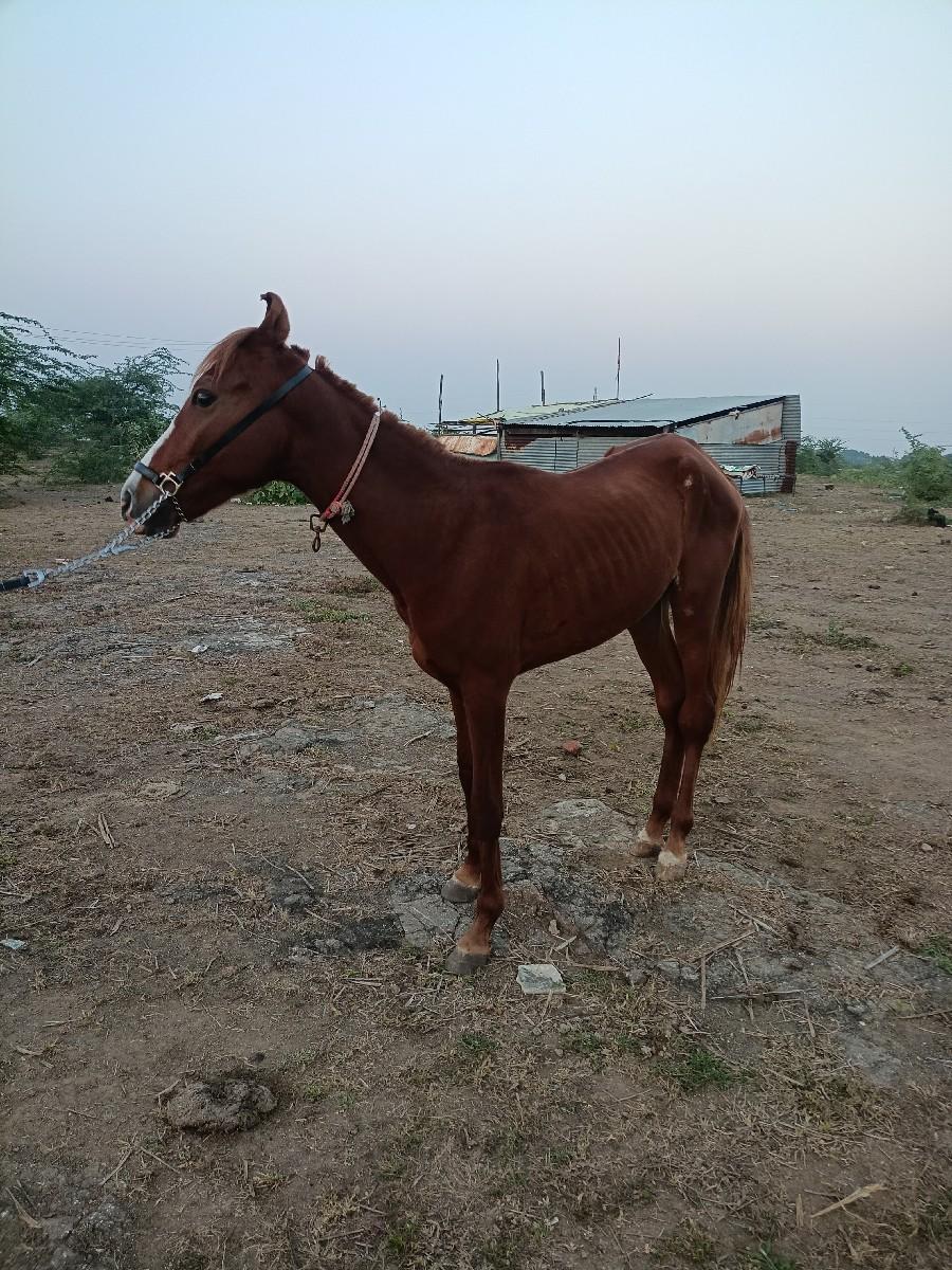 વછેરો વેચવાનો છે