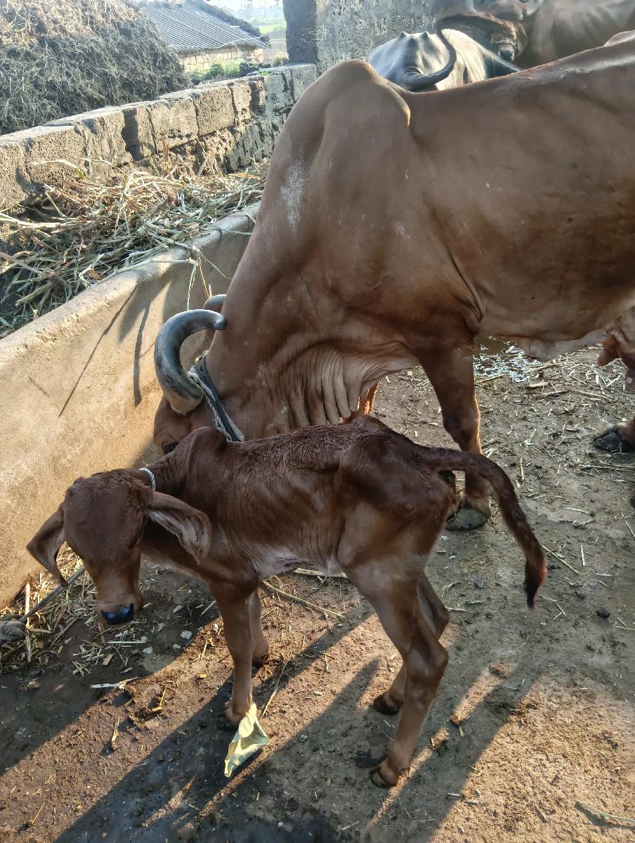 થંબનેલ 3