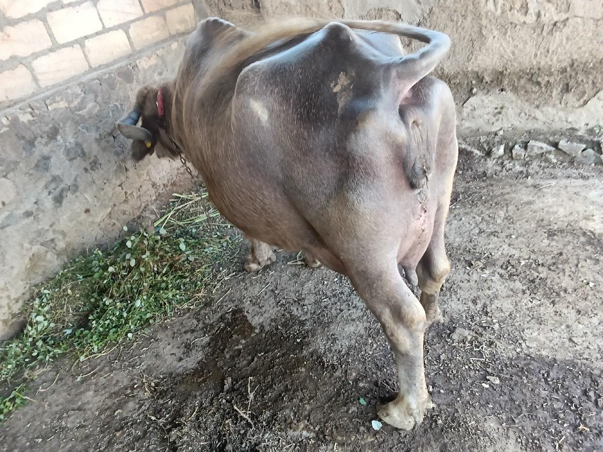 થંબનેલ 3