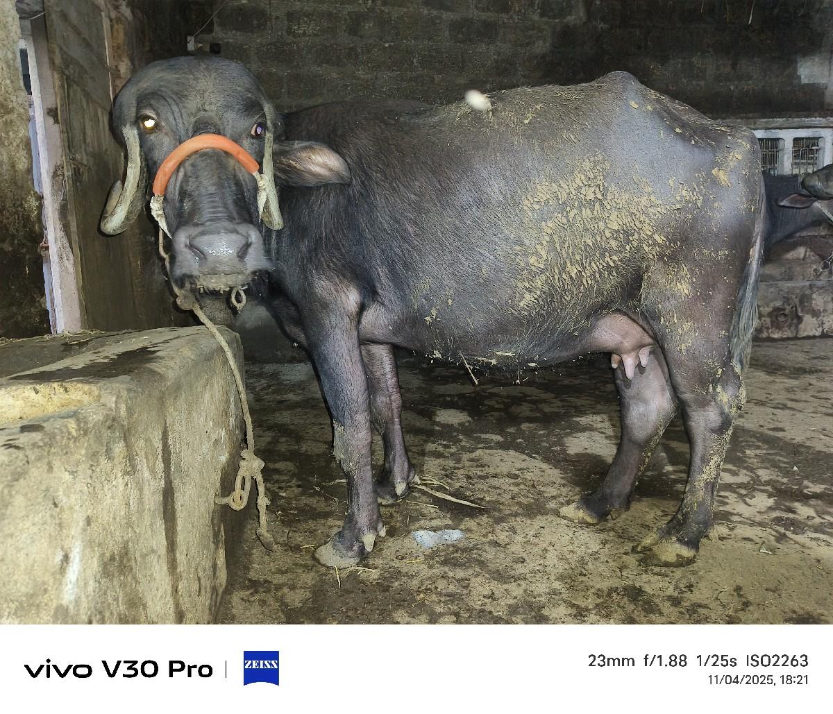 પેલું વેતર ગાભની સે