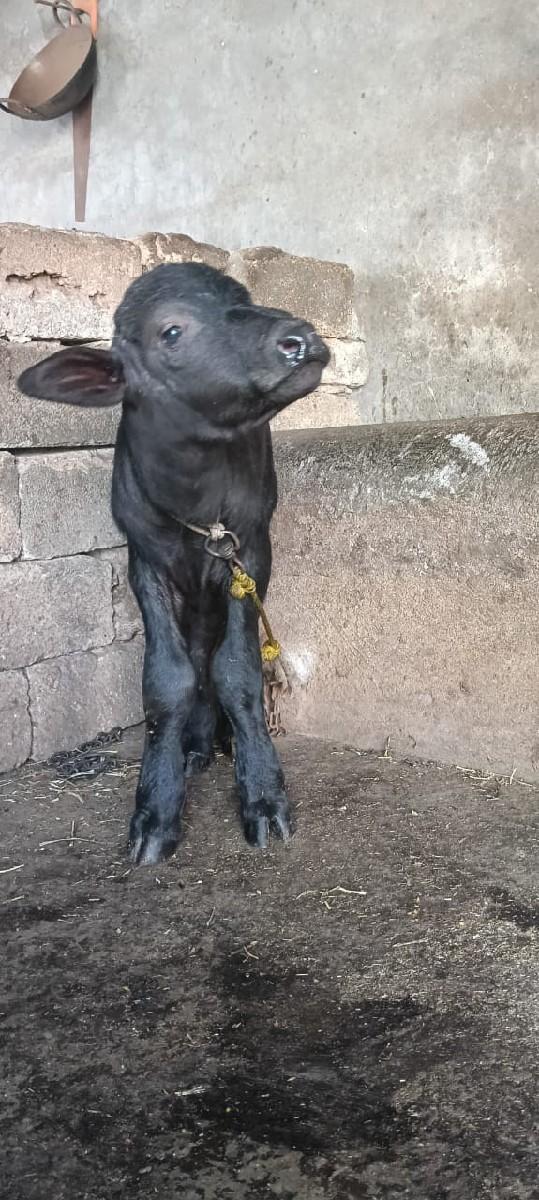 આ પાડો વેચવાનો છે.