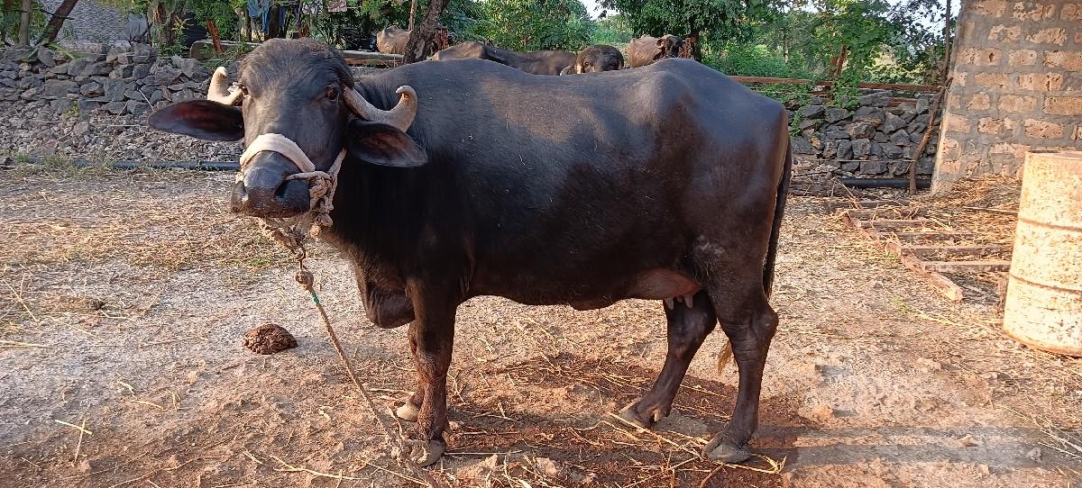 થંબનેલ 2