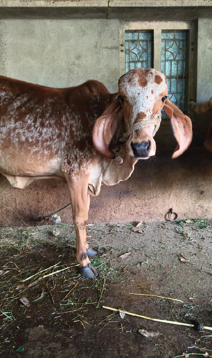 થંબનેલ 2