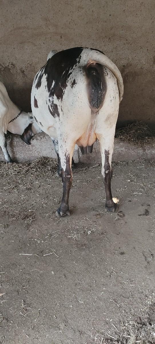 થંબનેલ 2