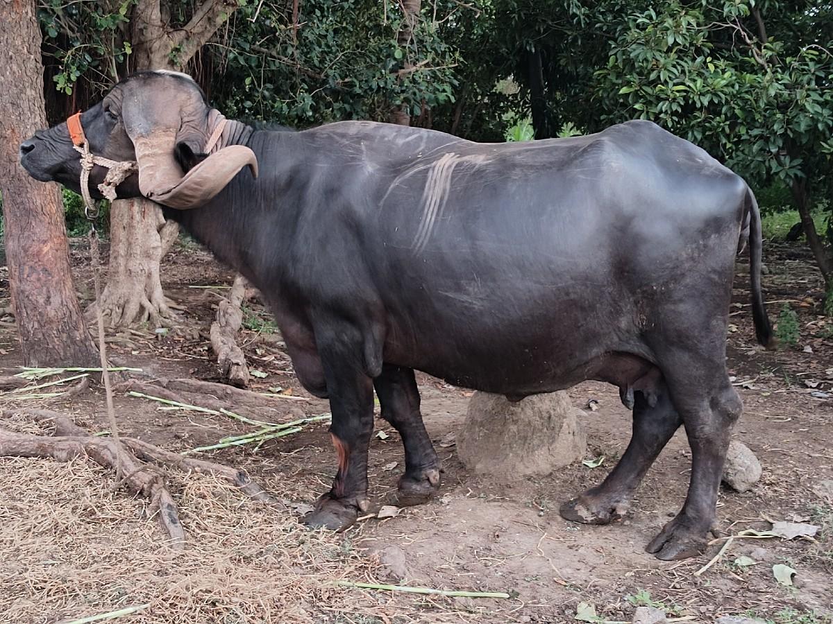 વેચવાની છે