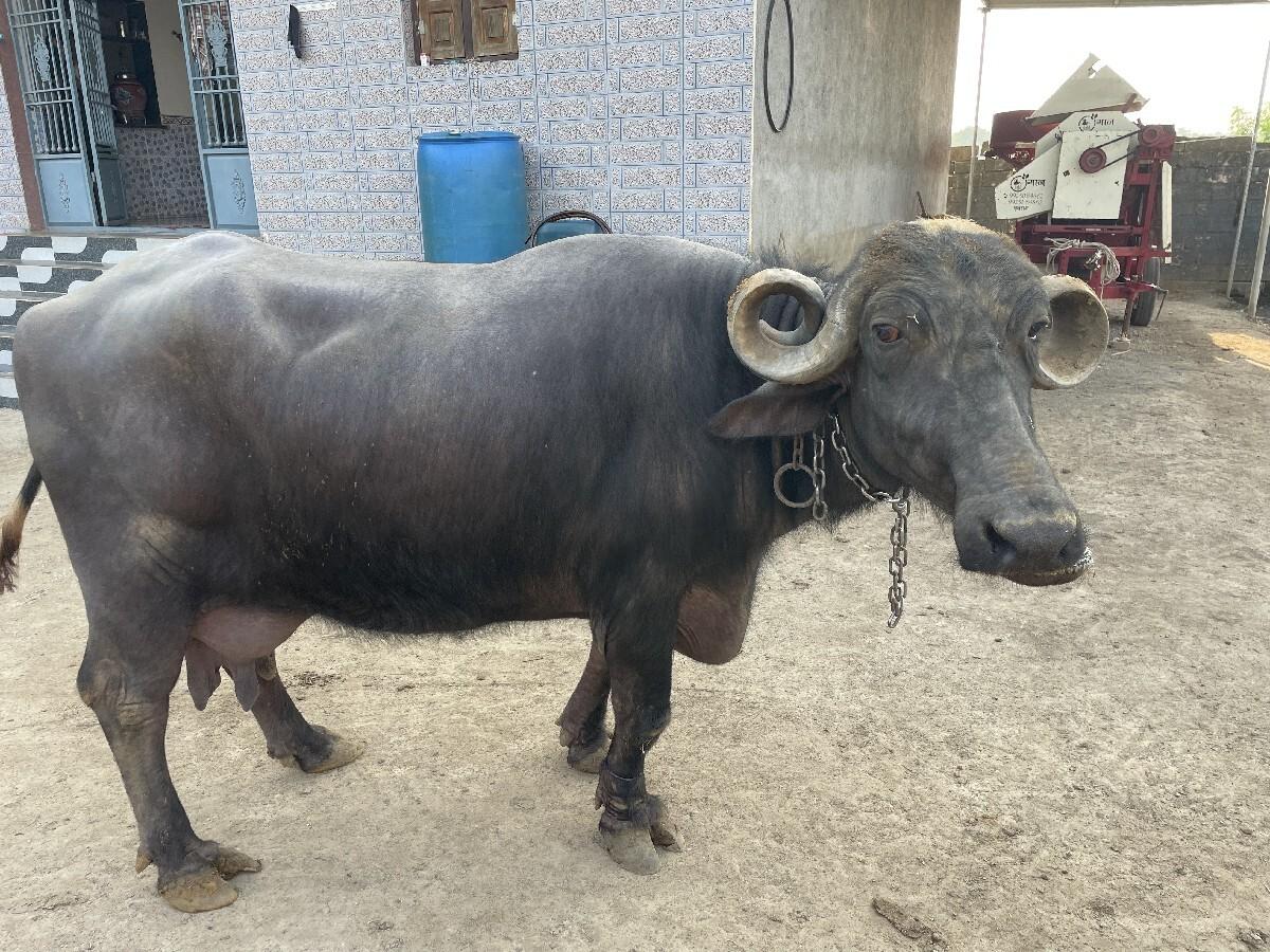 થંબનેલ 2