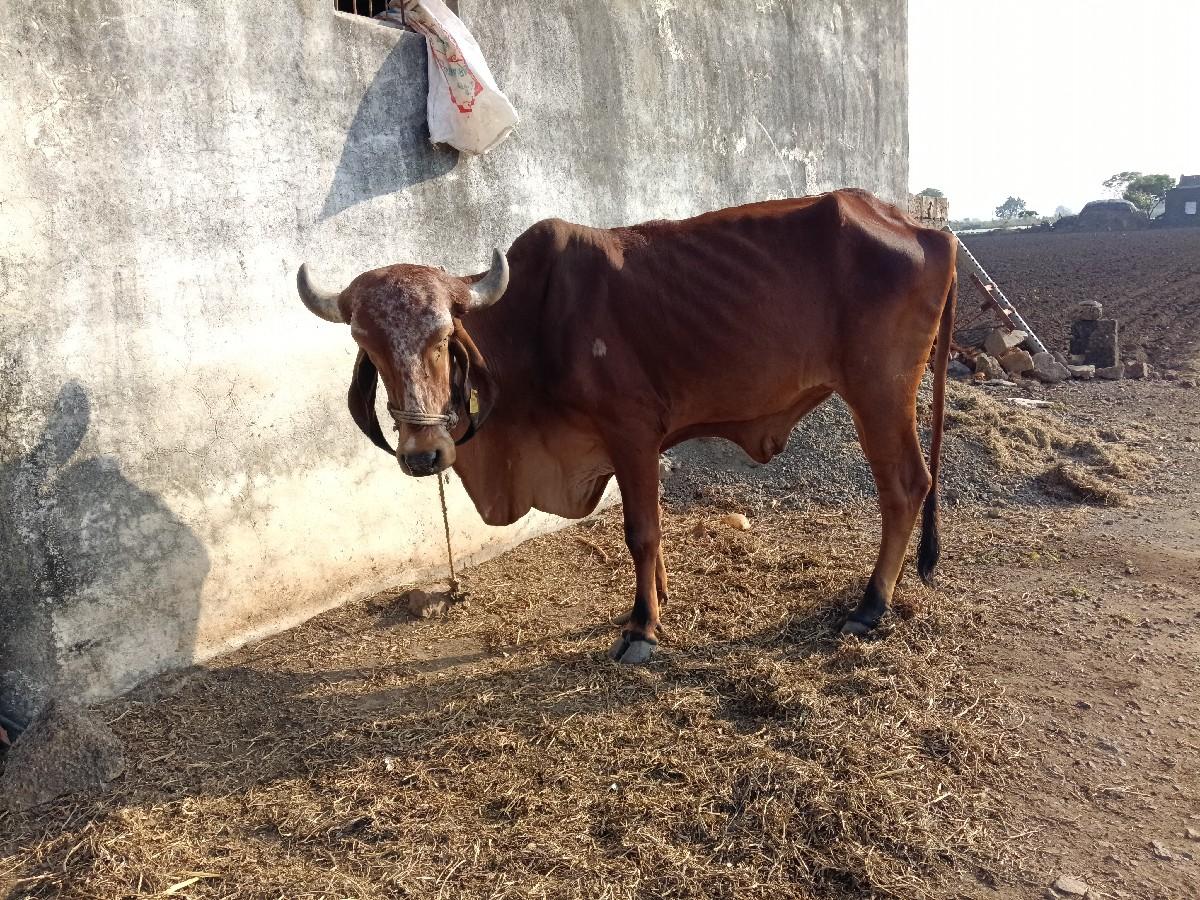 ગીર હોટકી. વેચવાની છે