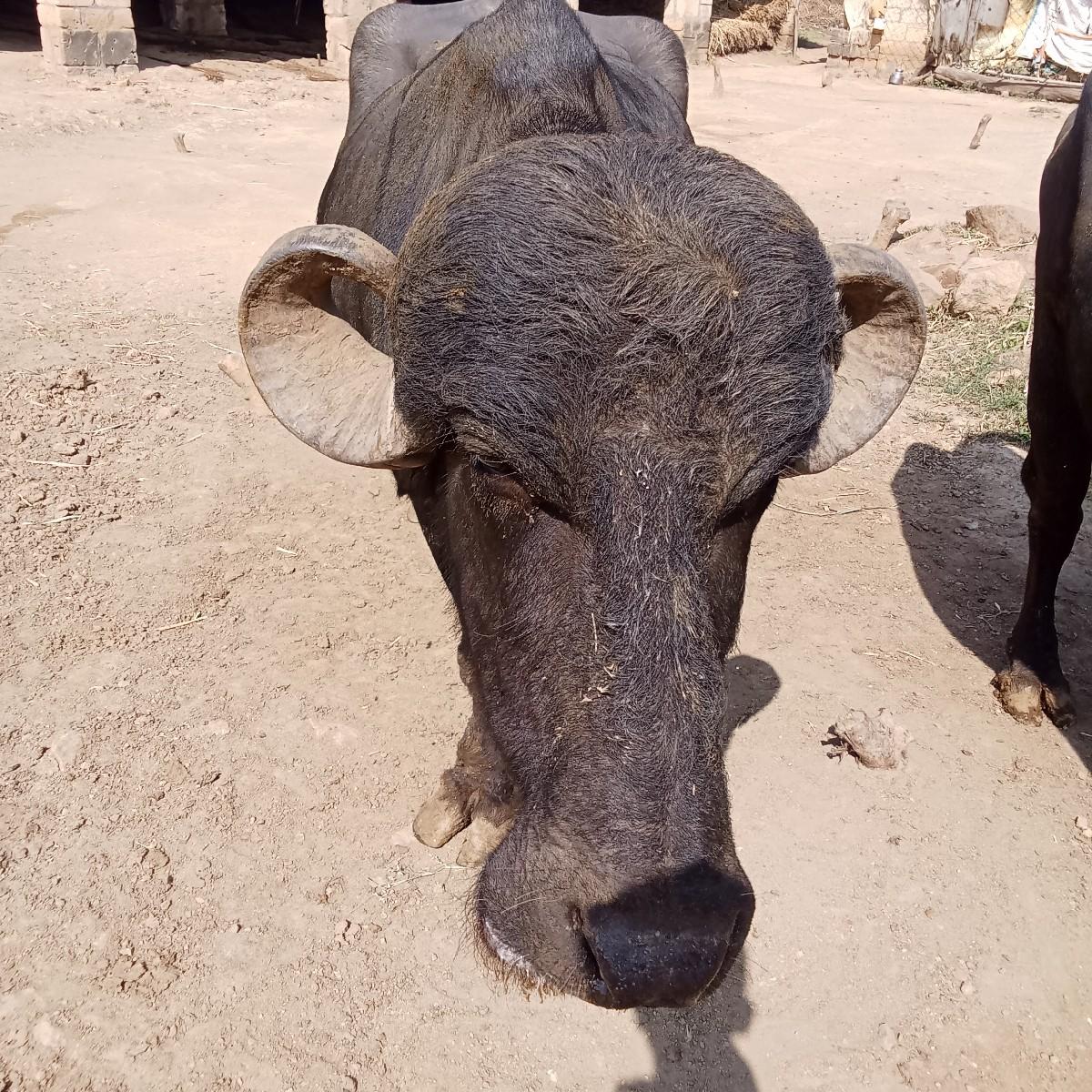 વેચવાની છે કિંમત એક લાખા 70 હજાર