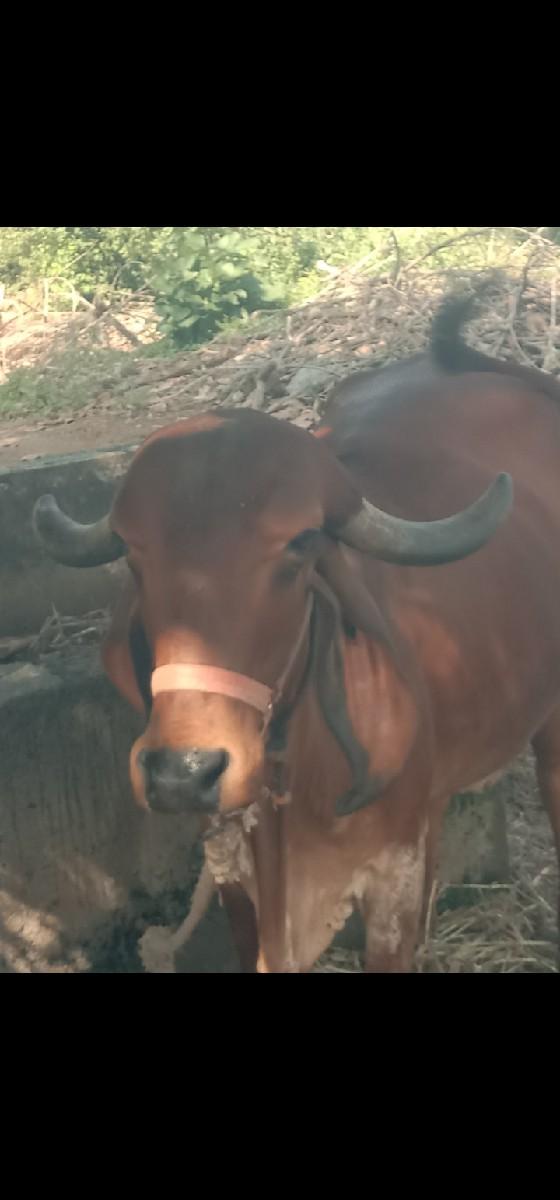 વેચવાની છે