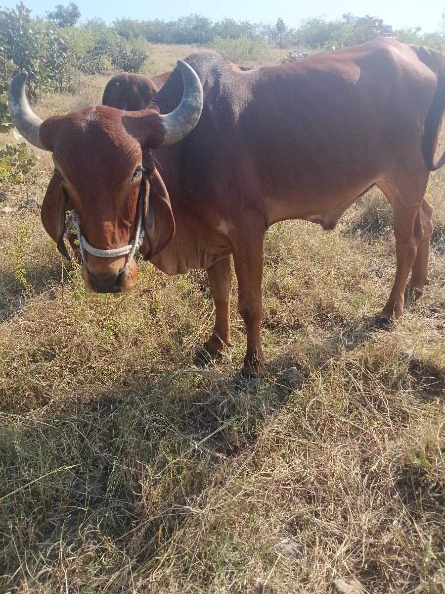 થંબનેલ 3