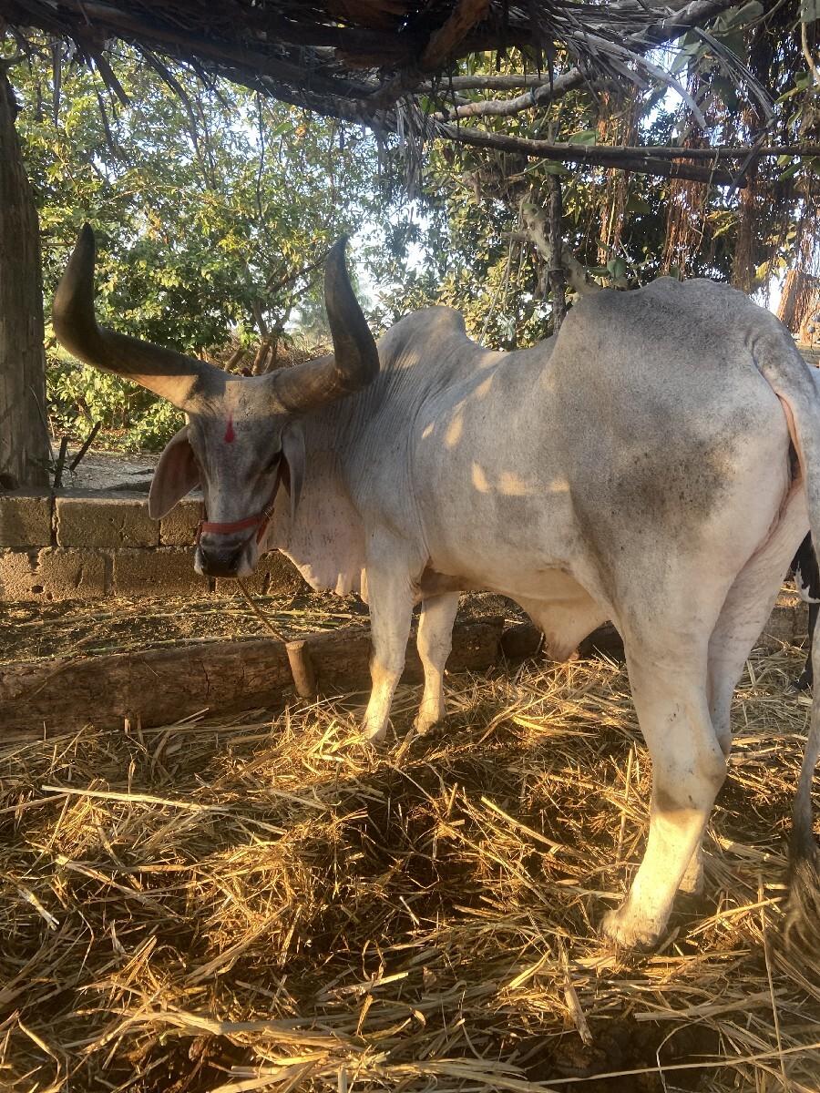 થંબનેલ 3