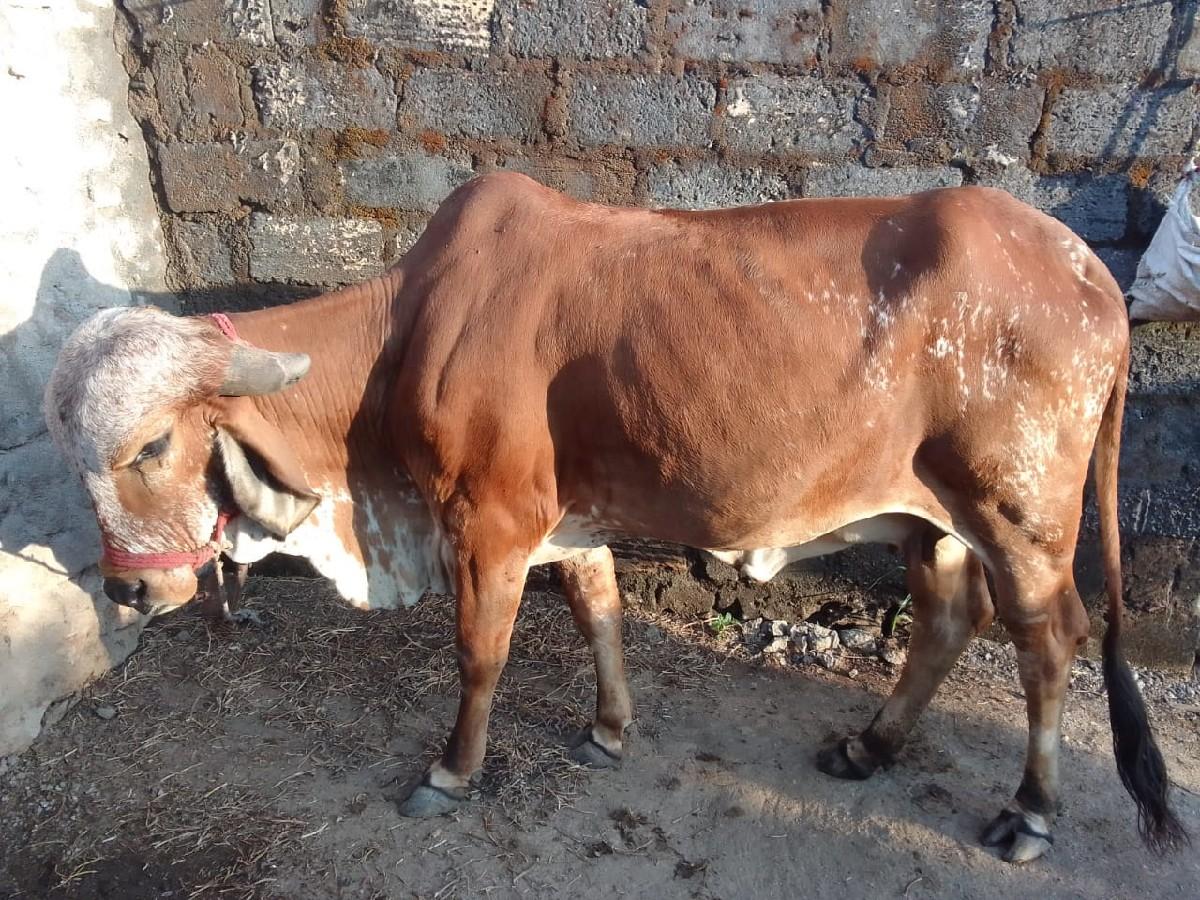 થંબનેલ 3